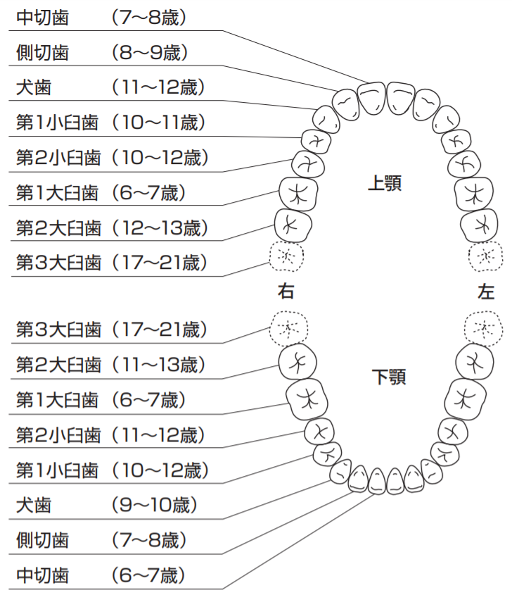 永久歯の生え変わり